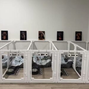 Professional Pet Daycare & Boarding Kennel Cage System